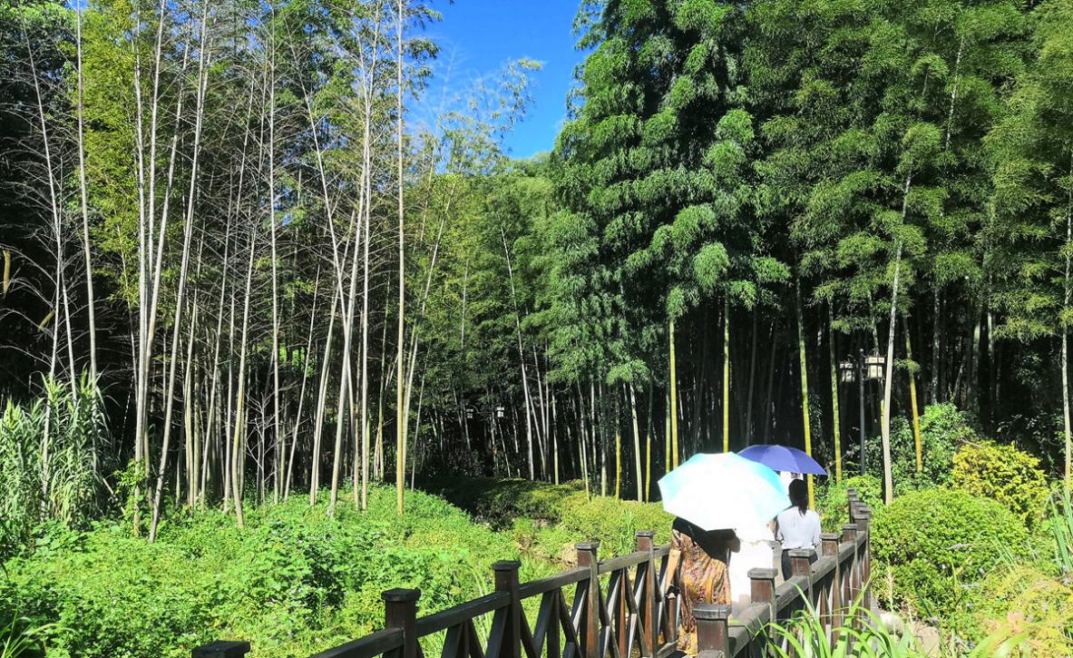 据介绍,玉笥山森林覆盖率高达90%,有植物1400种,动物100余种。每立方厘米空气含负氧离子达6万余个,有“天然氧吧”之称。图为游客在竹林里穿行。人民网记者 孙博洋摄