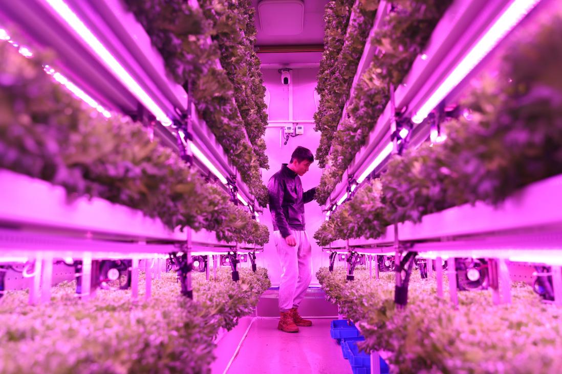 上海农科院队决赛期间给集装箱植物工厂内种植的“优雅”生菜补光。倪永孝摄