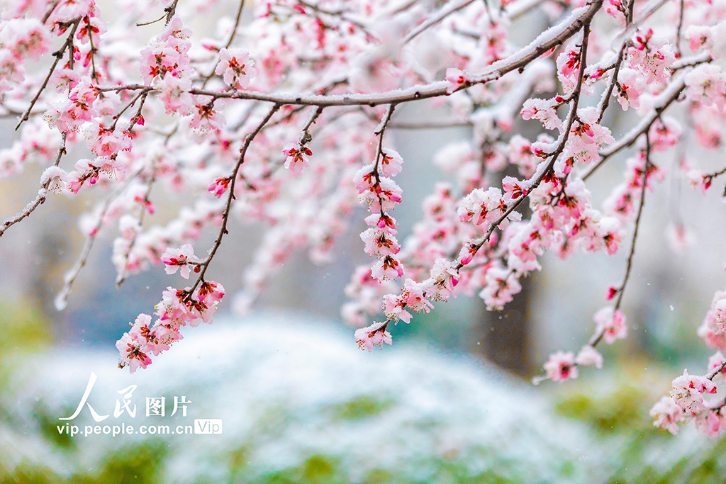 山西运城：春雪浴春花