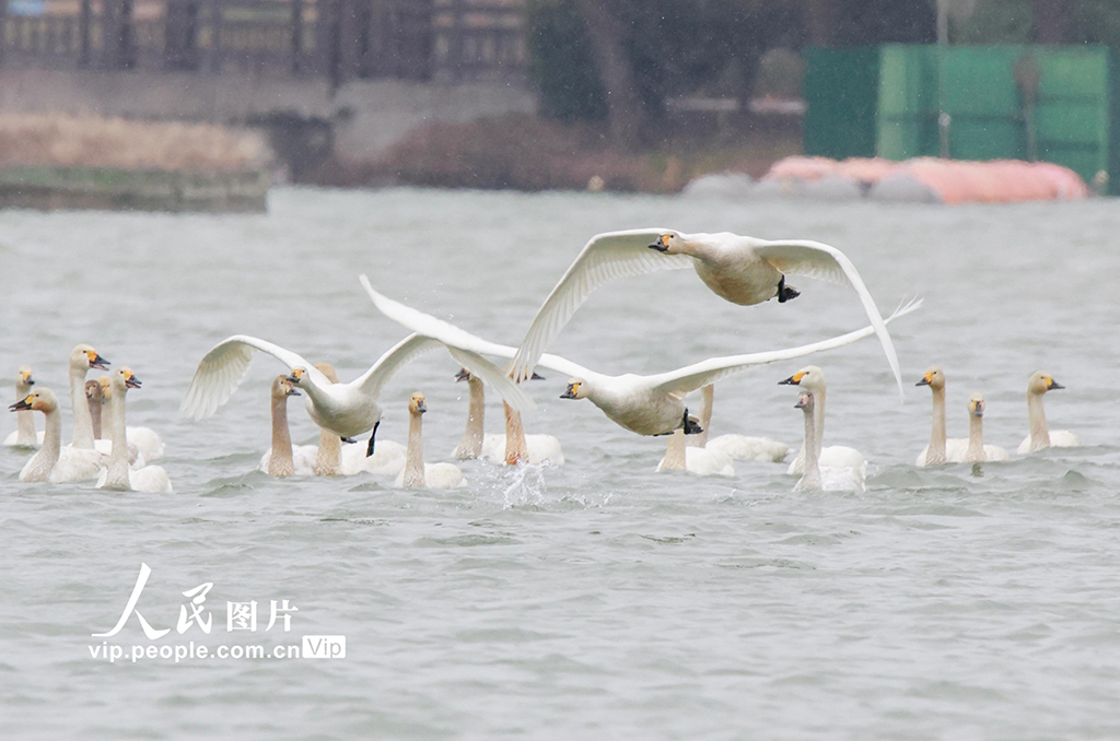 河南漯河：天鹅雪中起舞