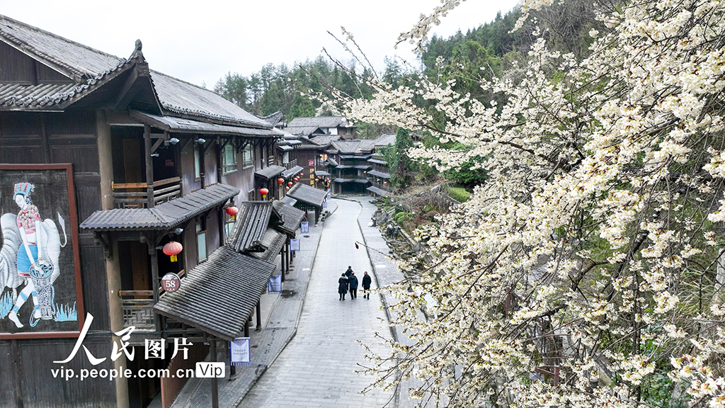 重庆酉阳：古城樱花开