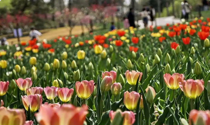 4月4日，游客在北京国家植物园赏花。新华社记者 李欣 摄