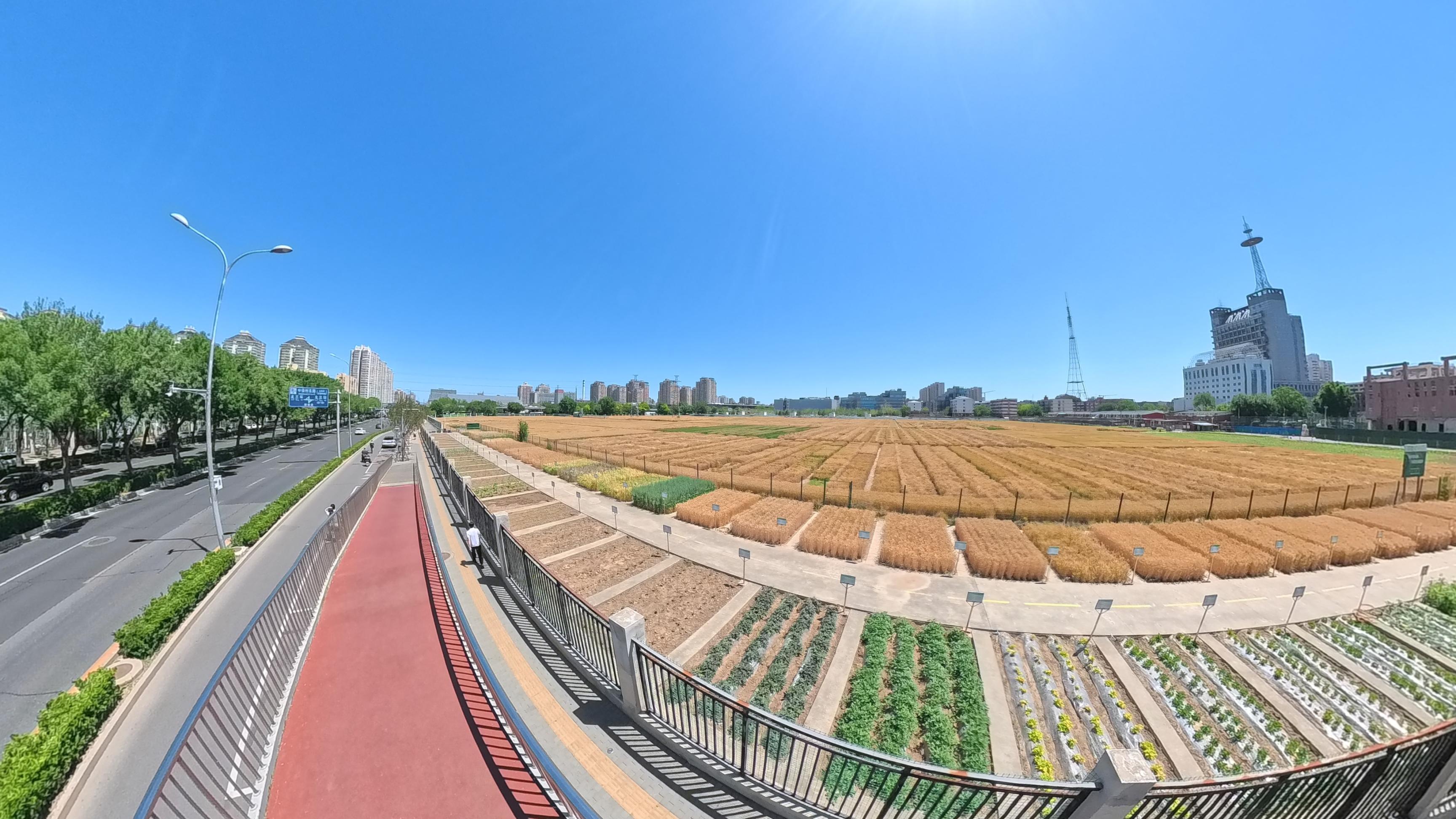 金黄的麦田与湛蓝的天空构成独特的城市田园美景。人民网记者 王天乐摄