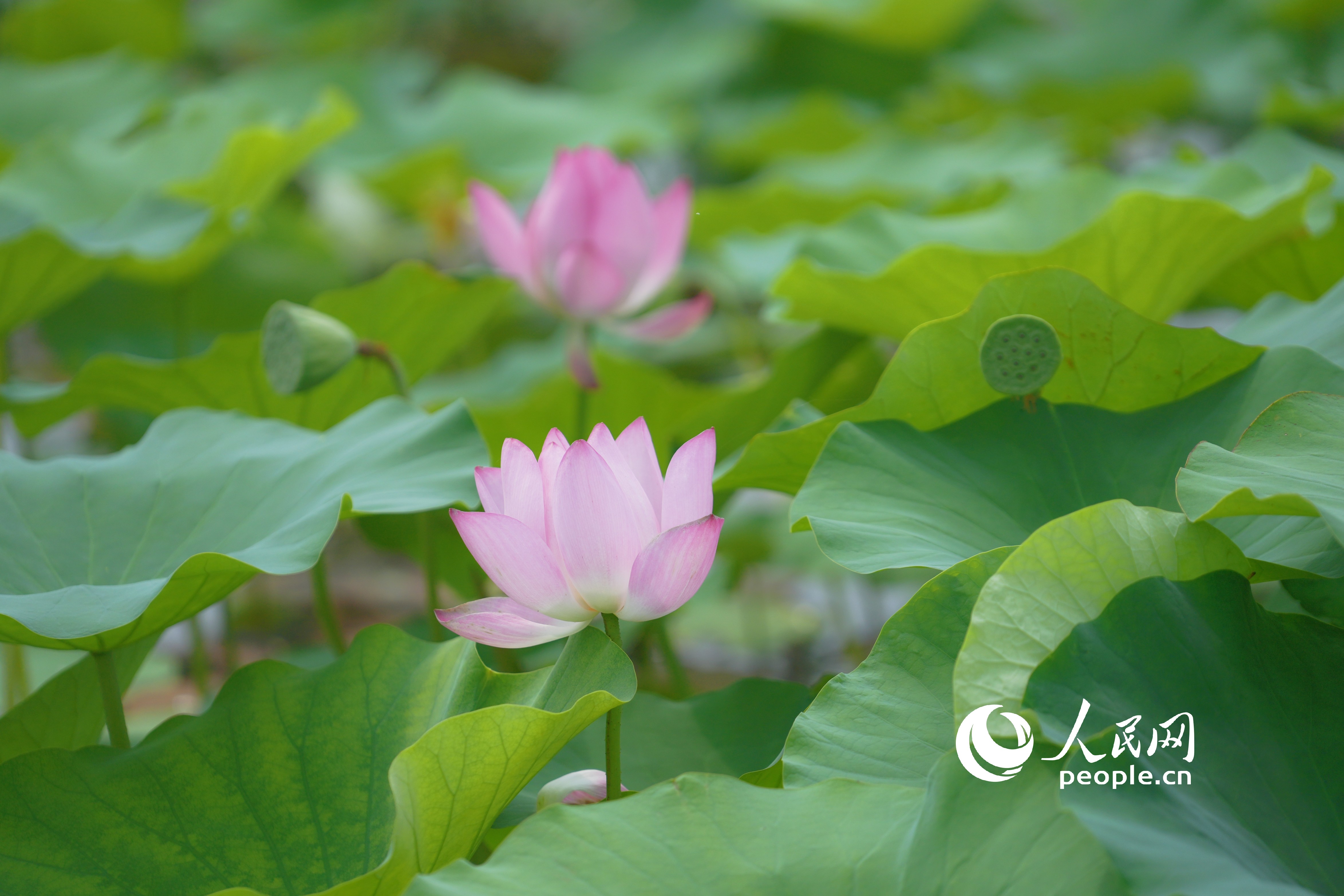 微山湖荷花。人民网记者 王天乐摄