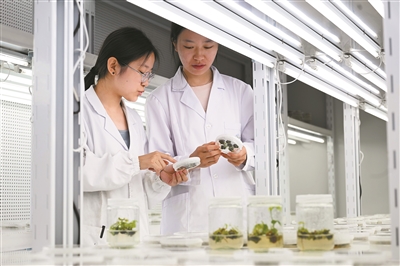 研究人员在黄淮海（宿州）种业科技谷南京农业大学大豆生物育种中心观察育种材料生长情况。  新华社记者 黄博涵摄