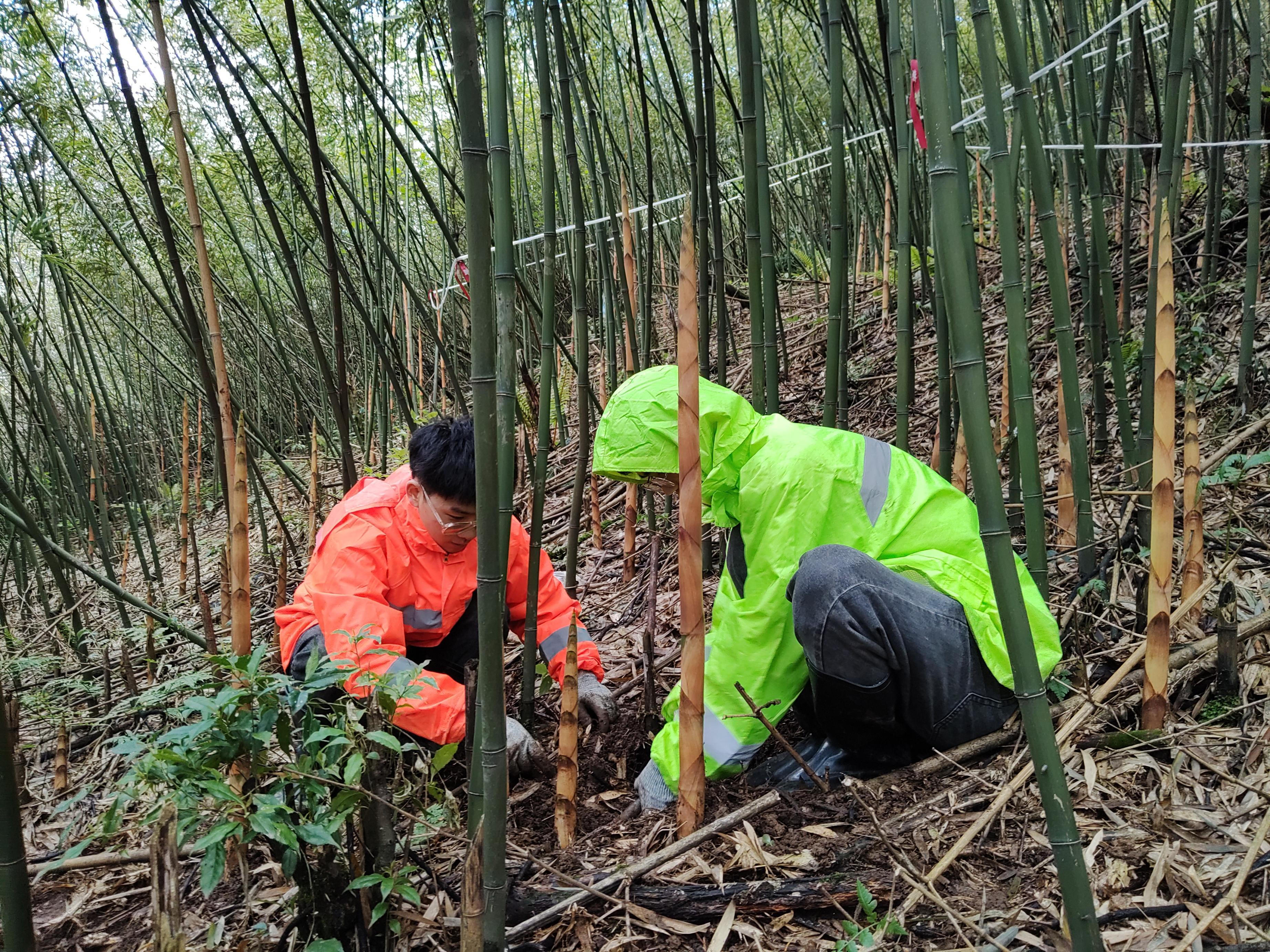 四川峨边笋用竹科技小院的学生在竹林里工作。受访者供图