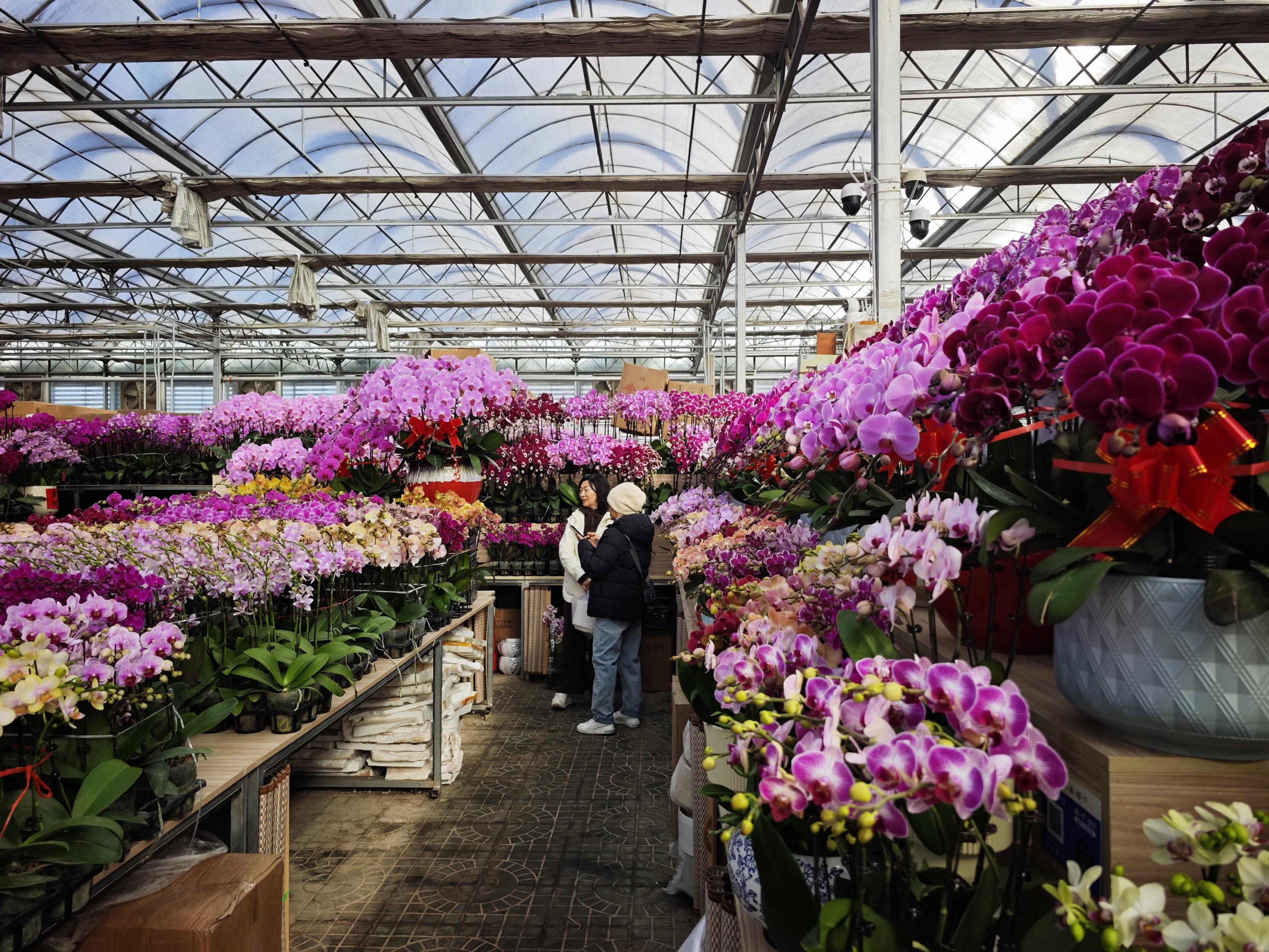 消费者在挑选蝴蝶兰。人民网记者 王天乐摄