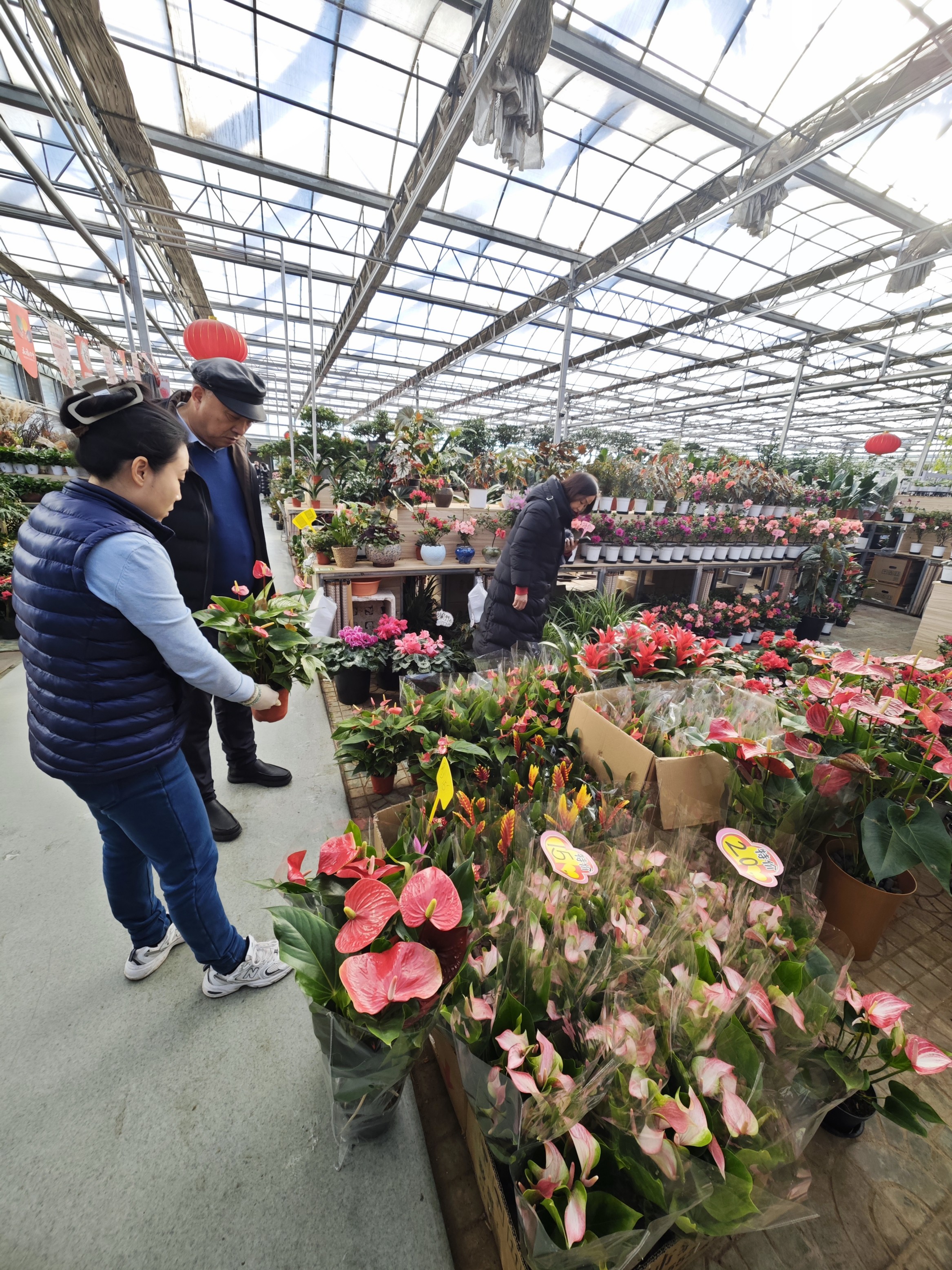 消费者在挑选花卉。人民网记者 王天乐摄