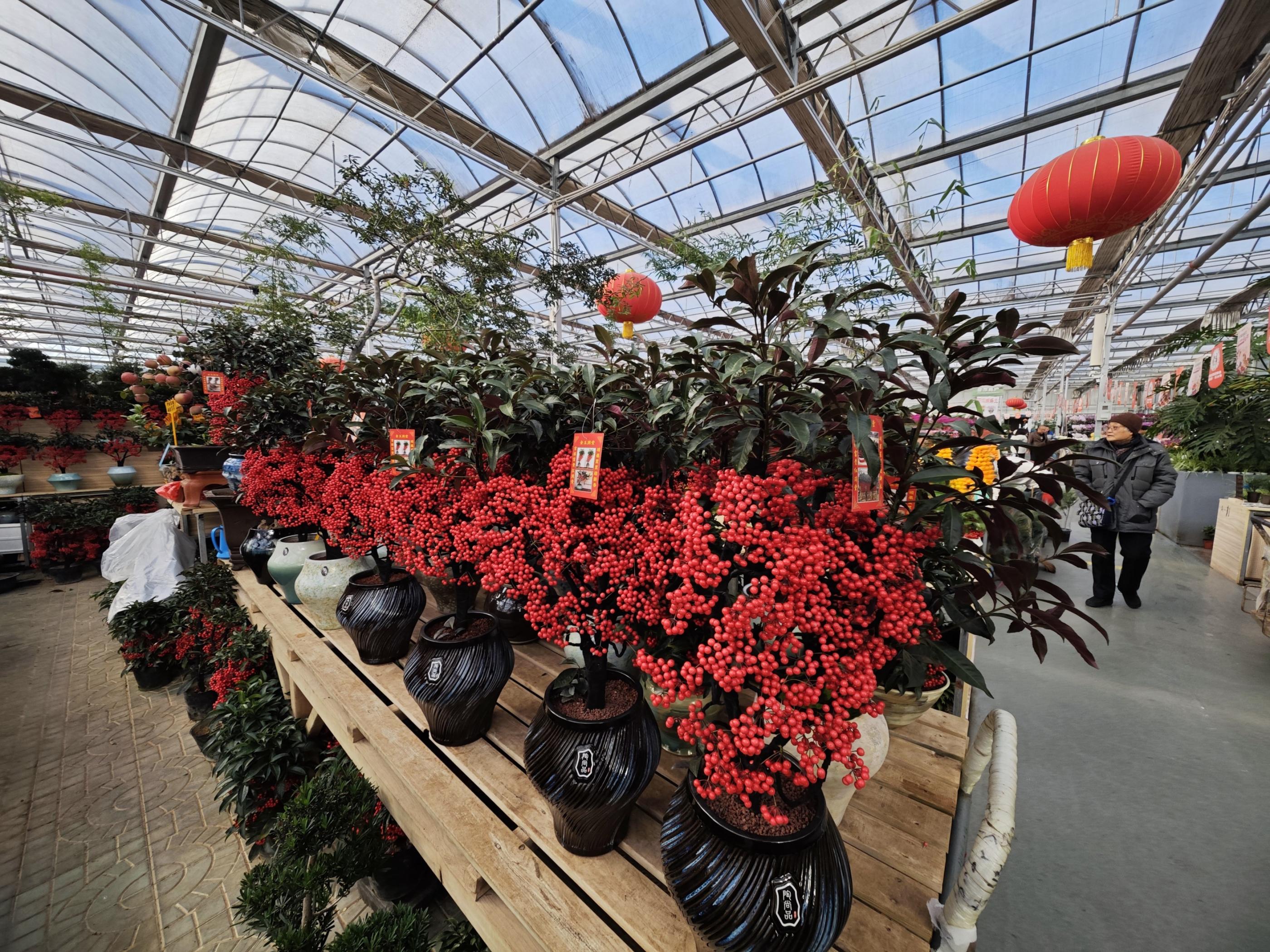 挂满祝福的北美冬青。人民网记者 王天乐摄