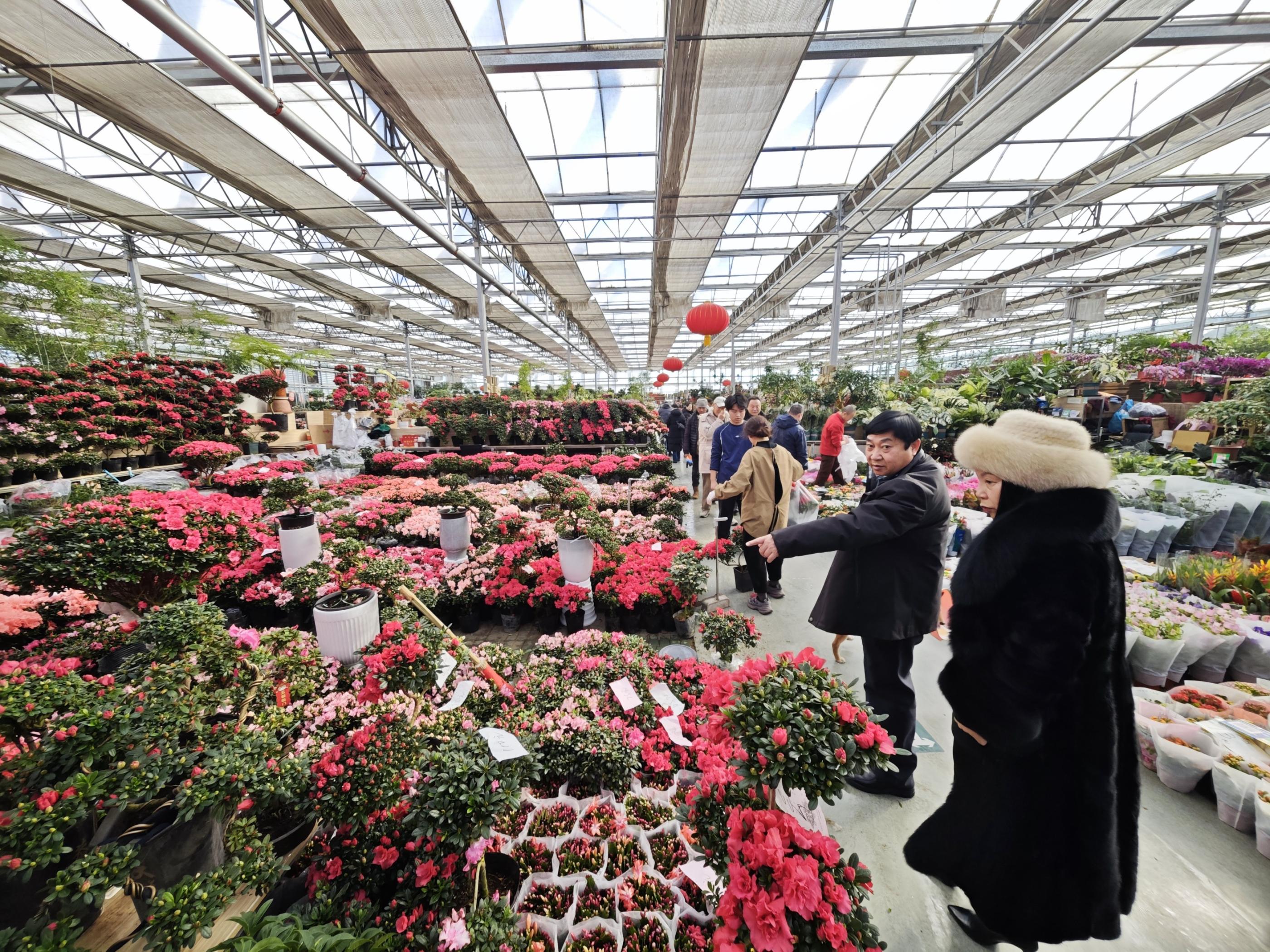 消费者在挑选杜鹃花。人民网记者 王天乐摄