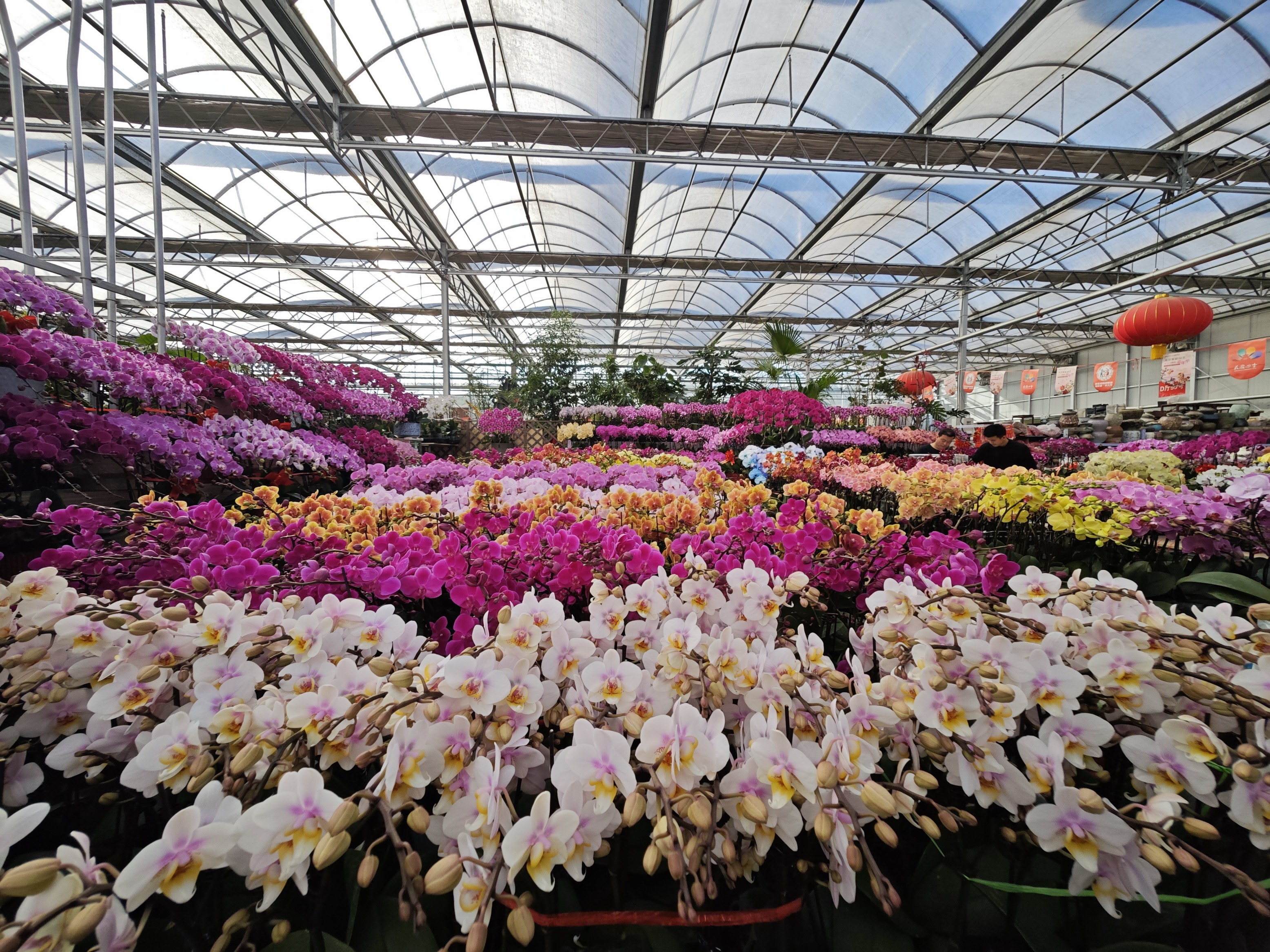 摆满蝴蝶兰的摊位。人民网记者 王天乐摄