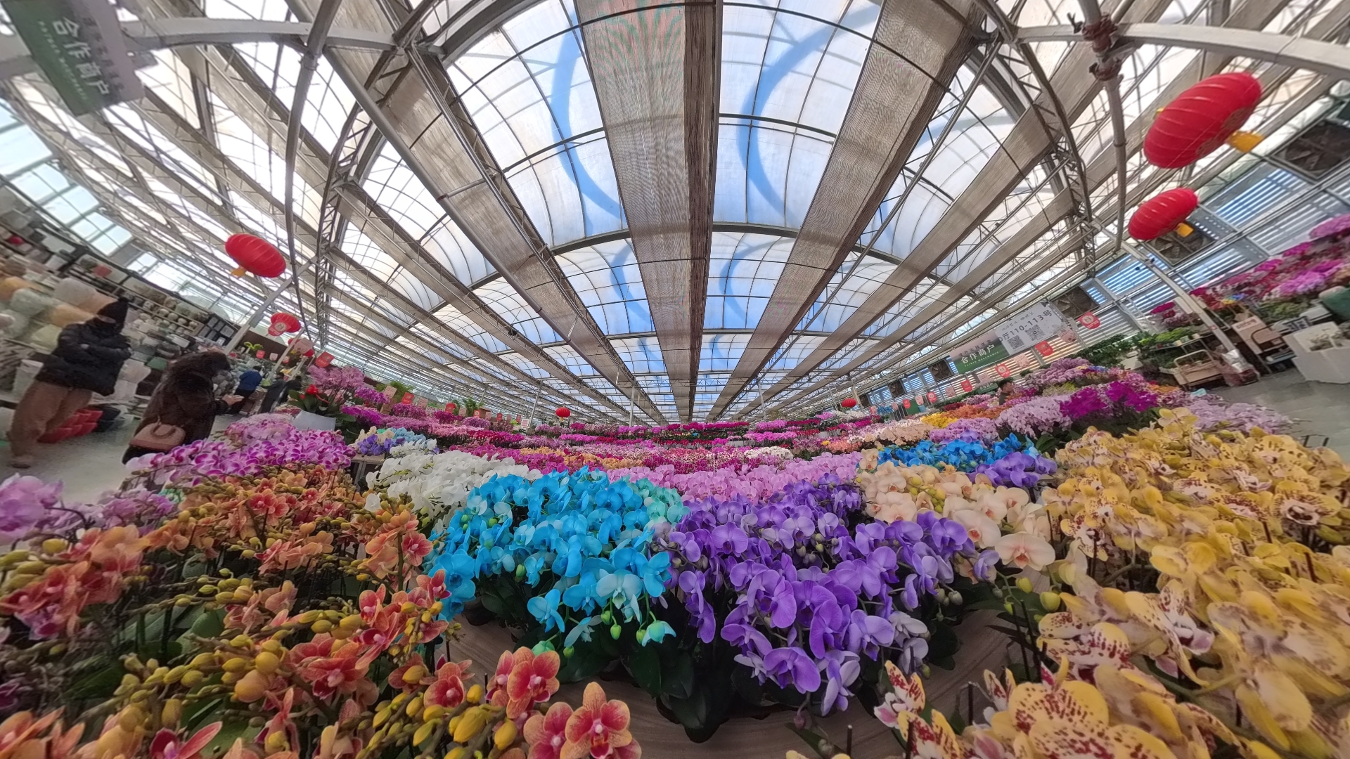 五颜六色的蝴蝶兰。人民网记者 王天乐摄