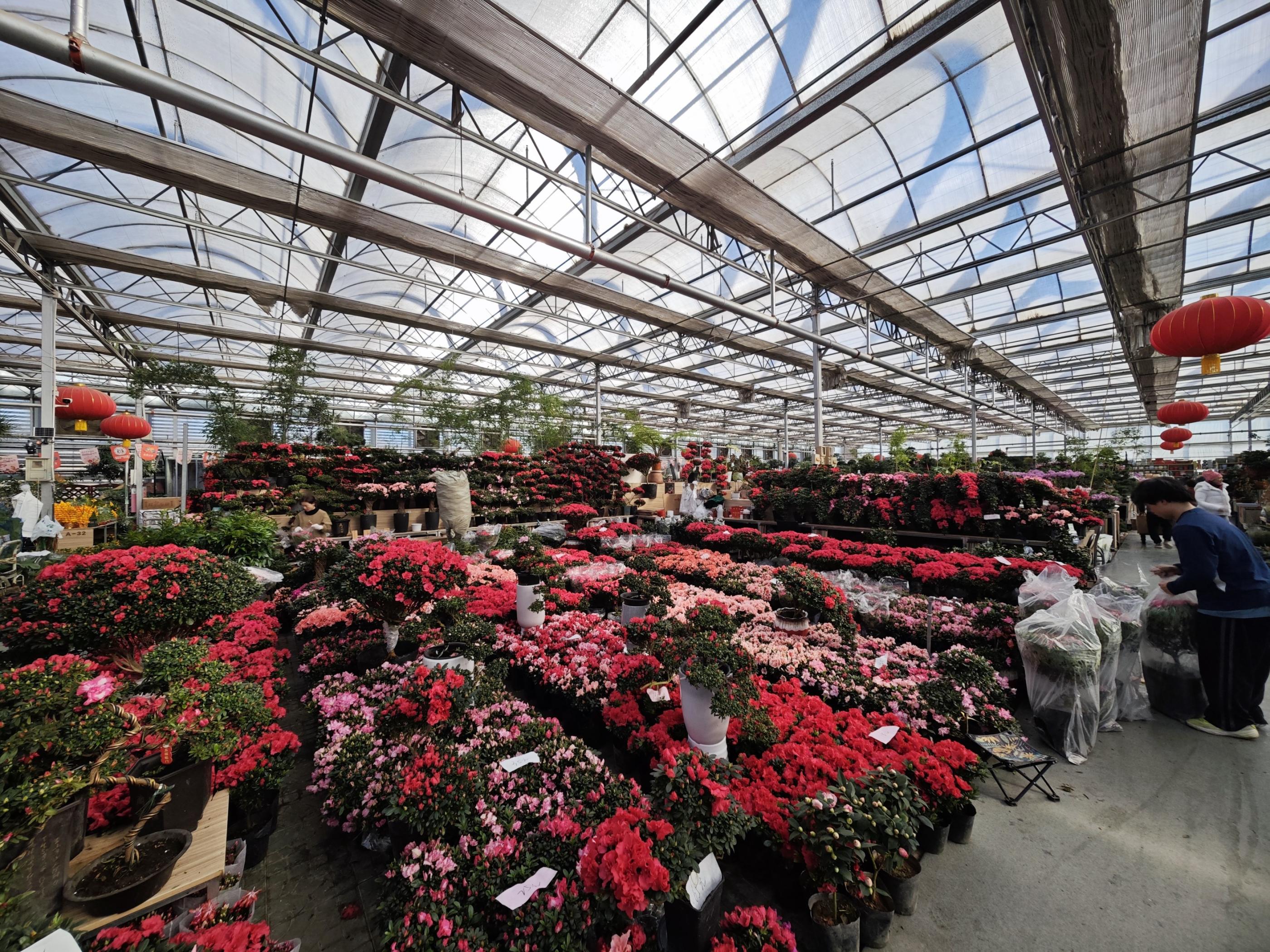 摆满杜鹃花的摊位。人民网记者 王天乐摄
