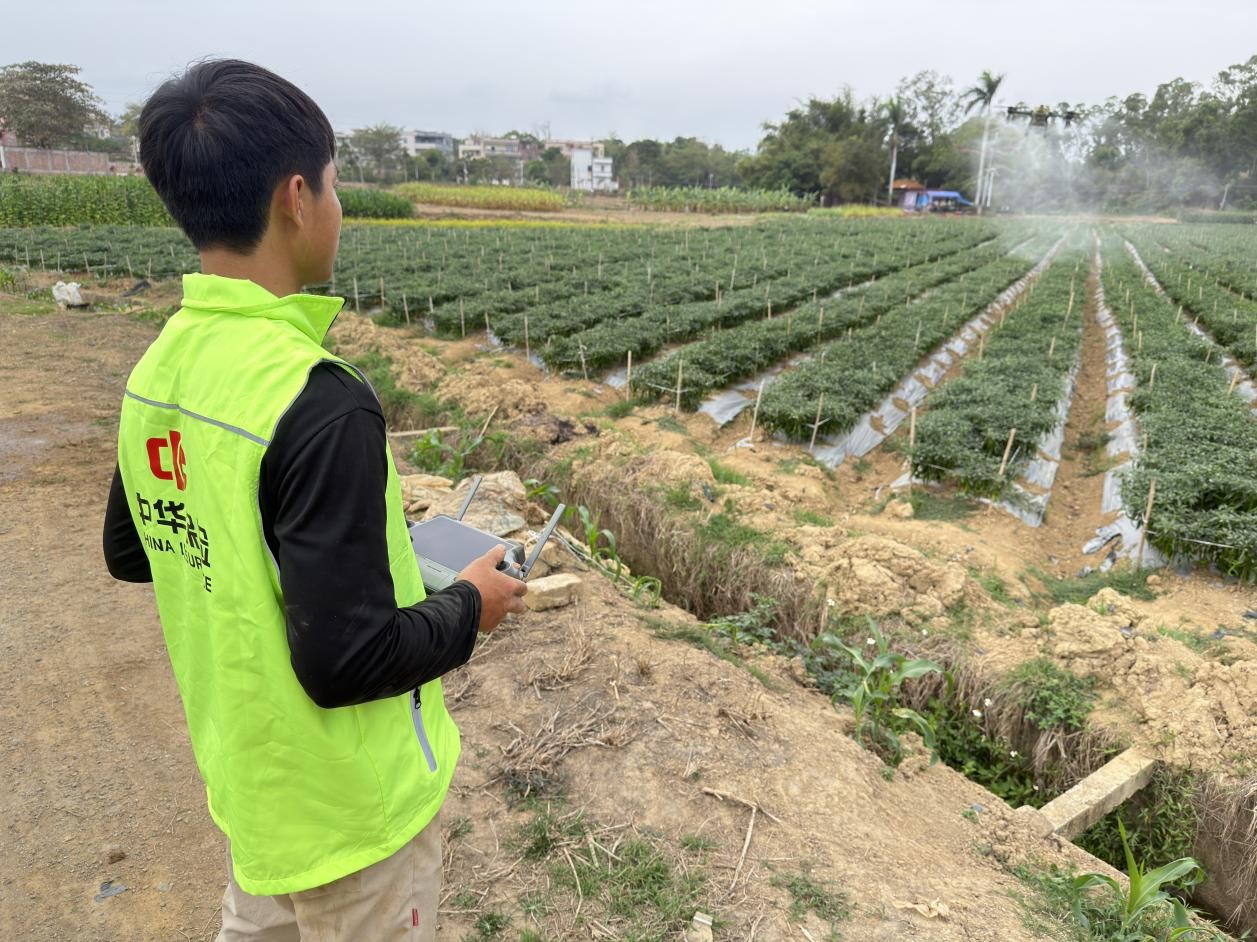 中华财险广东分公司投入无人机开展飞防作业。(机构供图