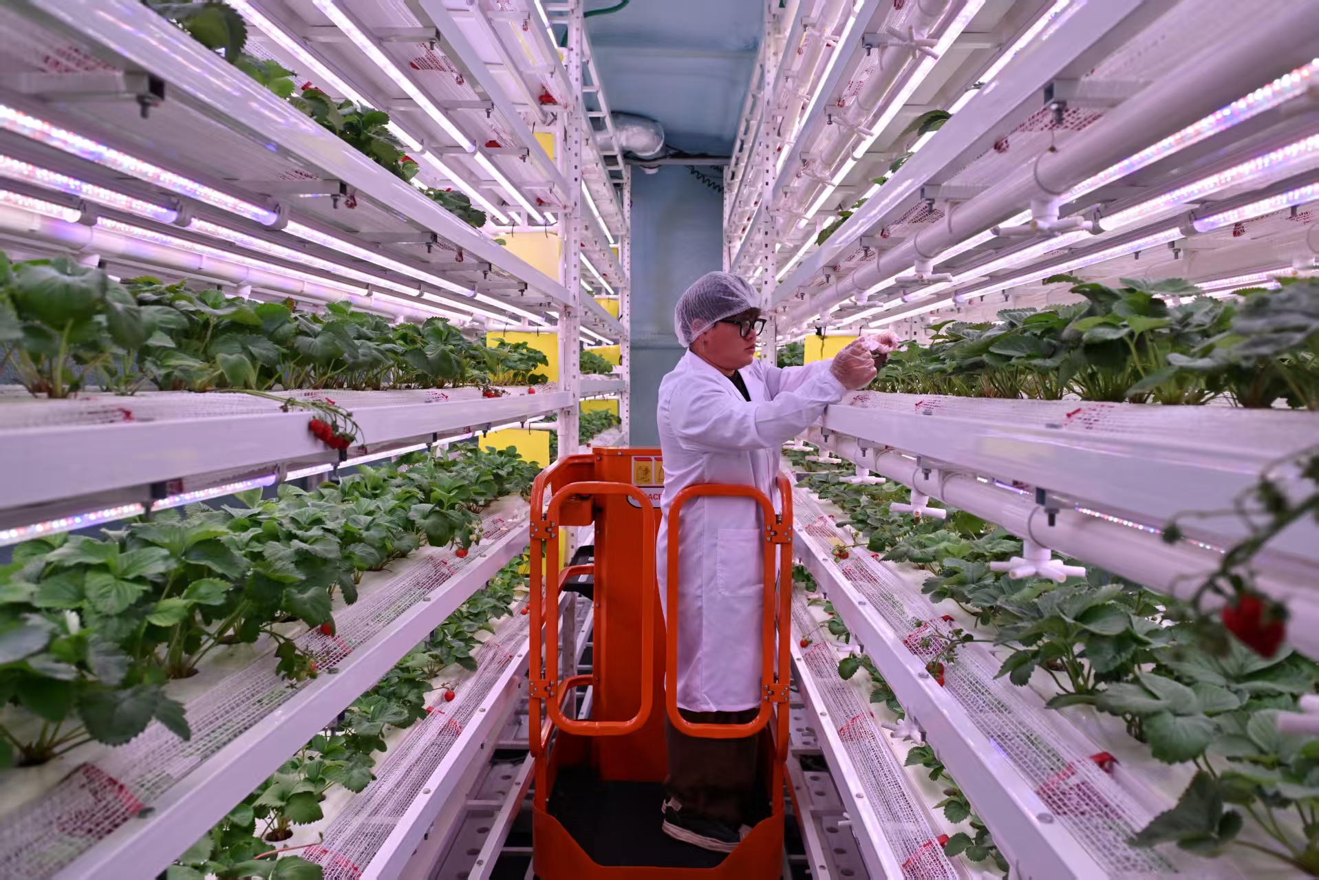 工作人员在草莓植物工厂检查培育情况。人民网记者 翁奇羽摄