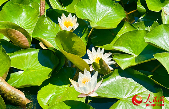 府河河口湿地内，龙须草、蒲草、芦苇、睡莲等乡土物种自然演替。人民网记者 宋烨文摄
