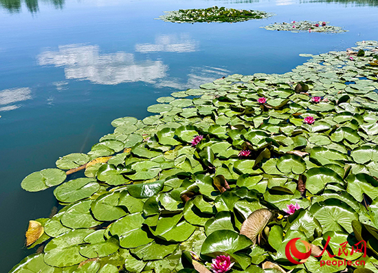 府河河口湿地内，龙须草、蒲草、芦苇、睡莲等乡土物种自然演替。人民网记者 宋烨文摄
