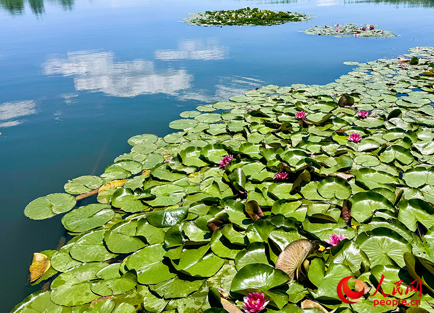 府河河口湿地内，龙须草、蒲草、芦苇、睡莲等乡土物种自然演替。人民网记者 宋烨文摄