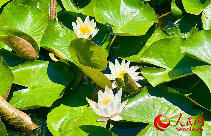 府河河口湿地内，龙须草、蒲草、芦苇、睡莲等乡土物种自然演替。人民网记者 宋烨文摄
