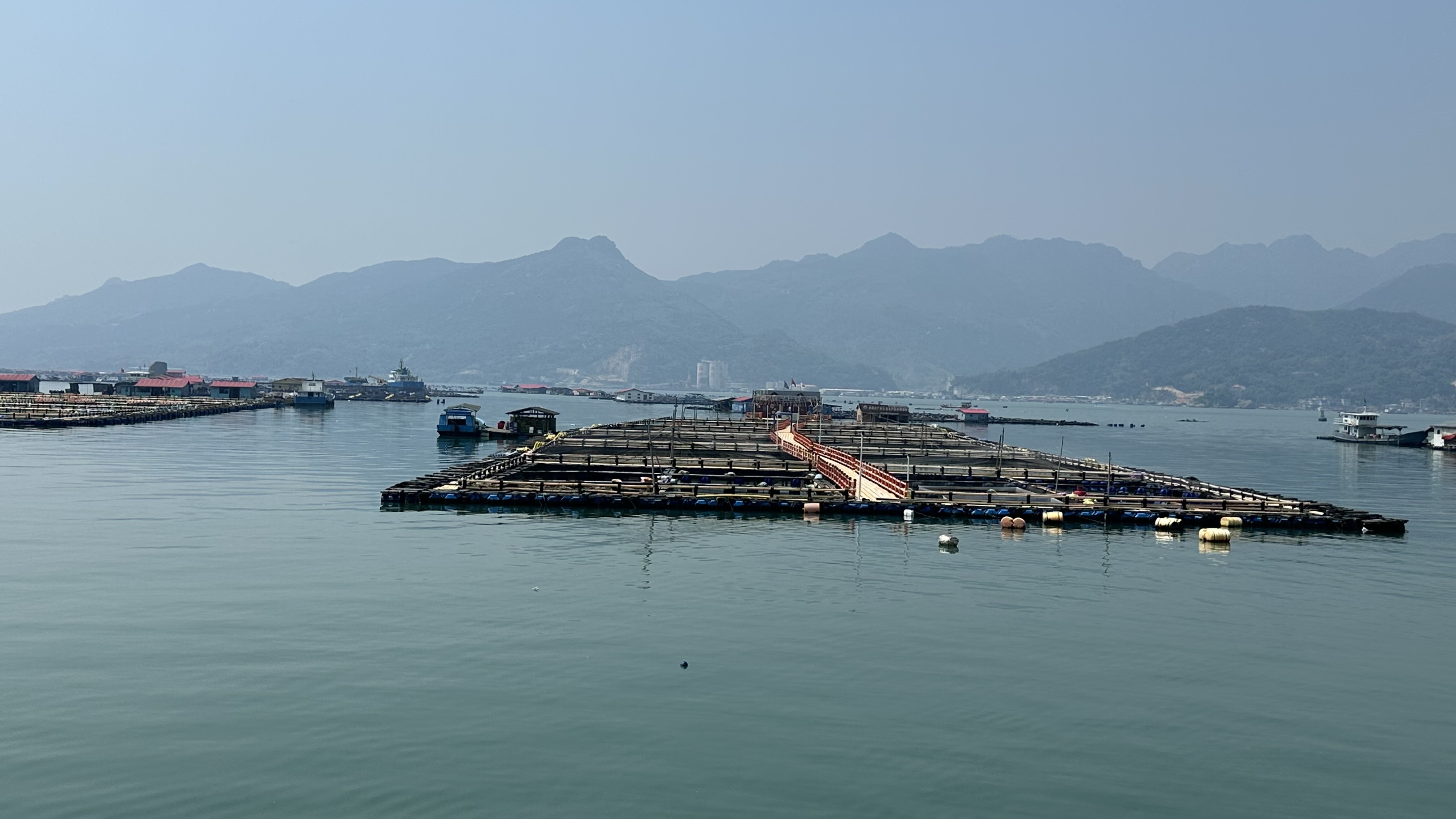 宁德大黄鱼养殖基地。人民网记者 王绍绍摄