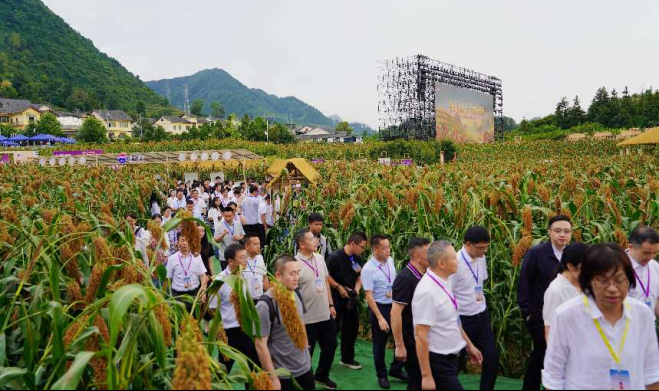 嘉宾们在仁怀高粱基地参观游览。张慧丹 摄