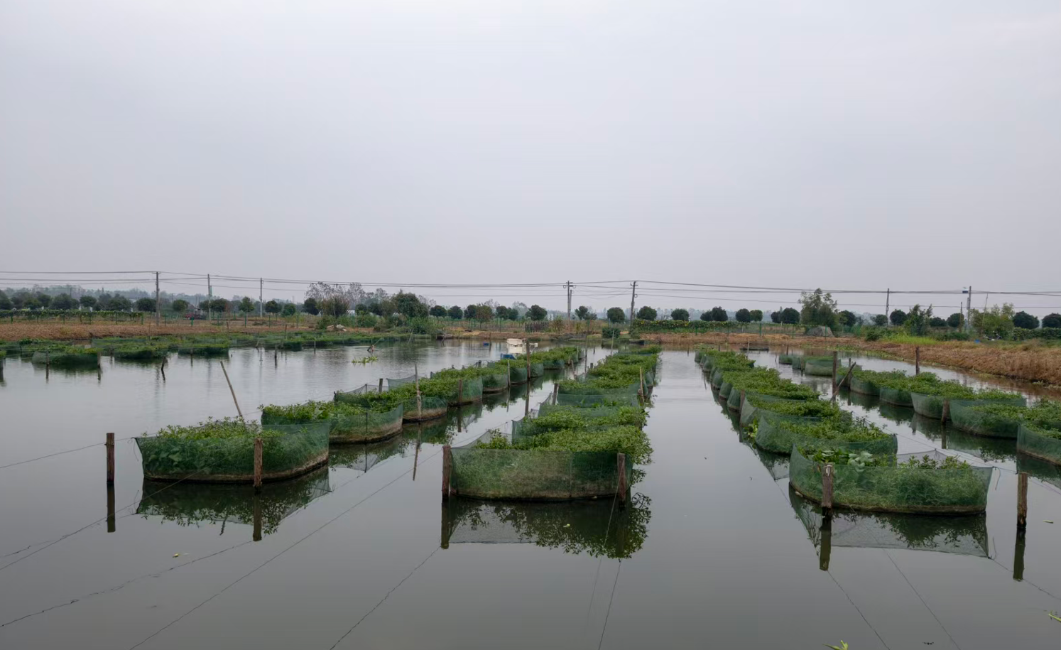 黄鳝养殖基地，无人船在塘面自动巡游投喂。范昊天摄
