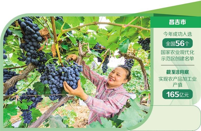 昌吉市大西渠镇龙河村葡萄种植园，村民在采摘葡萄。何 龙摄（中经视觉）