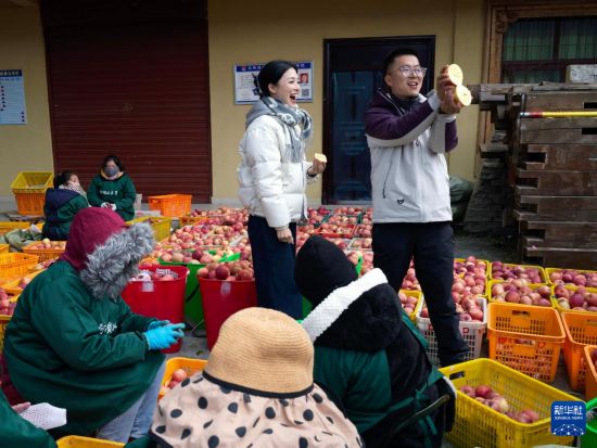 11月20日，在南新镇安乡村，工作人员通过网络直播销售苹果。