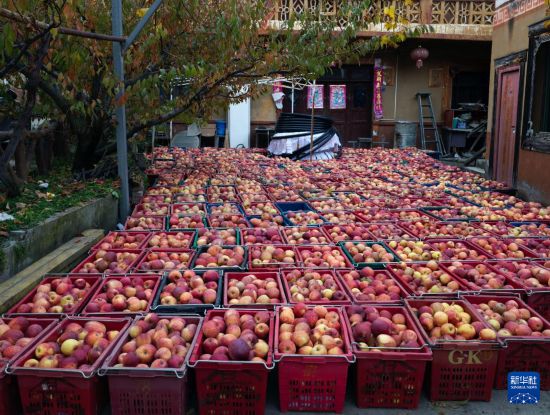 11月20日在南新镇安乡村拍摄的等待运输的苹果。