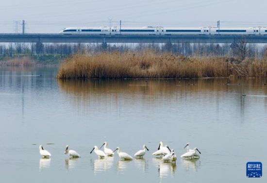 3月11日，一列高铁列车穿行在十八联圩生态湿地（无人机照片）。新华社记者 杜宇 摄