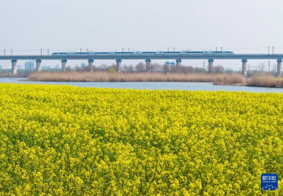 3月11日，一列高铁列车穿行在十八联圩生态湿地（无人机照片）。新华社记者 杜宇 摄