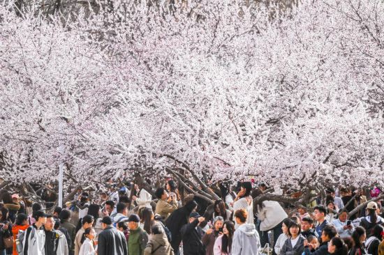 4月4日，游人在呼和浩特市公主府公园踏青赏花。新华社记者 连振 摄