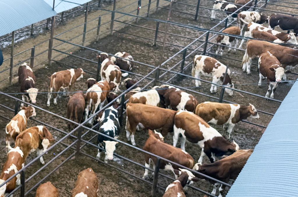 内蒙古一企业养殖大批肉牛。新华社记者 李云平 摄