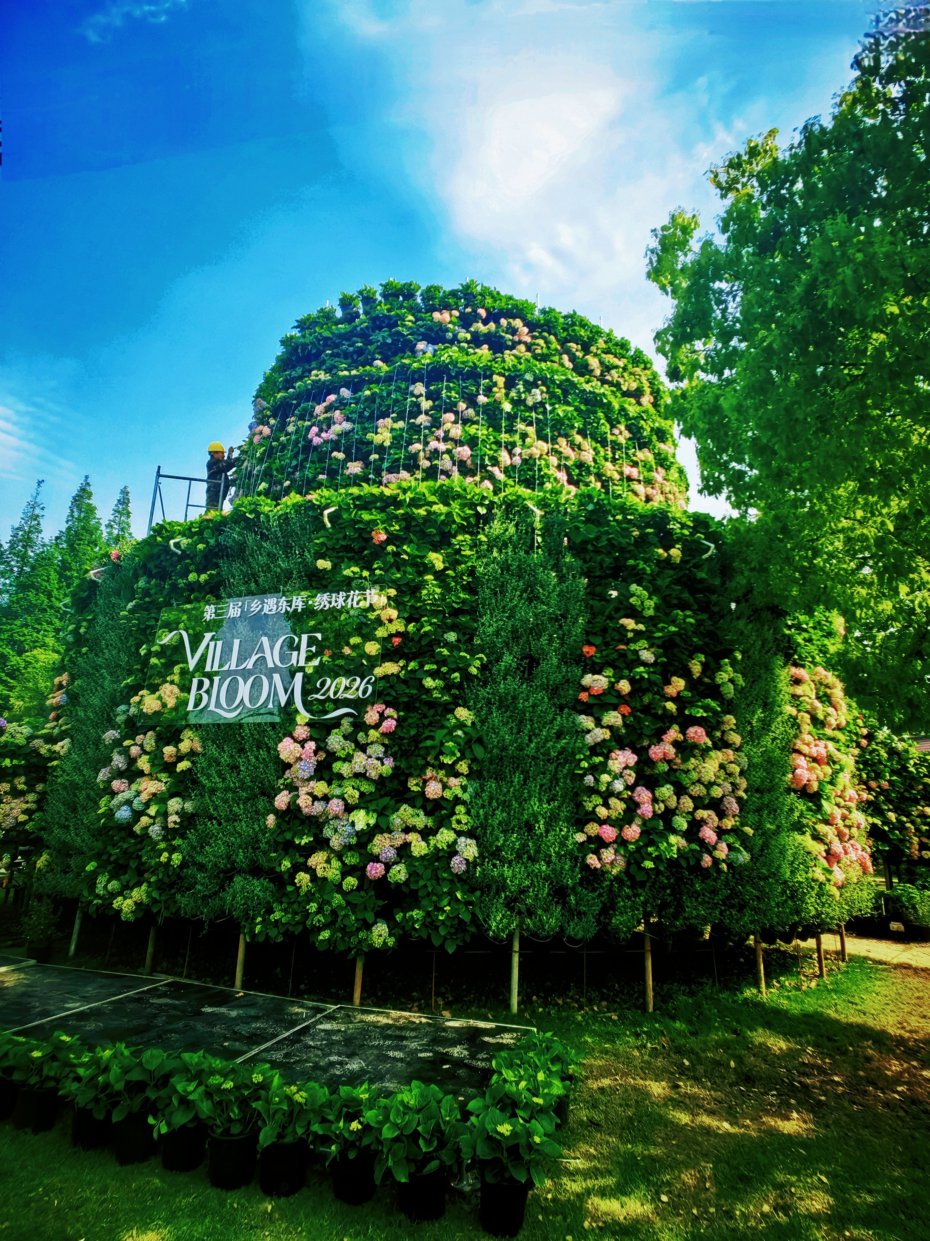 绣球花节。主办方供图